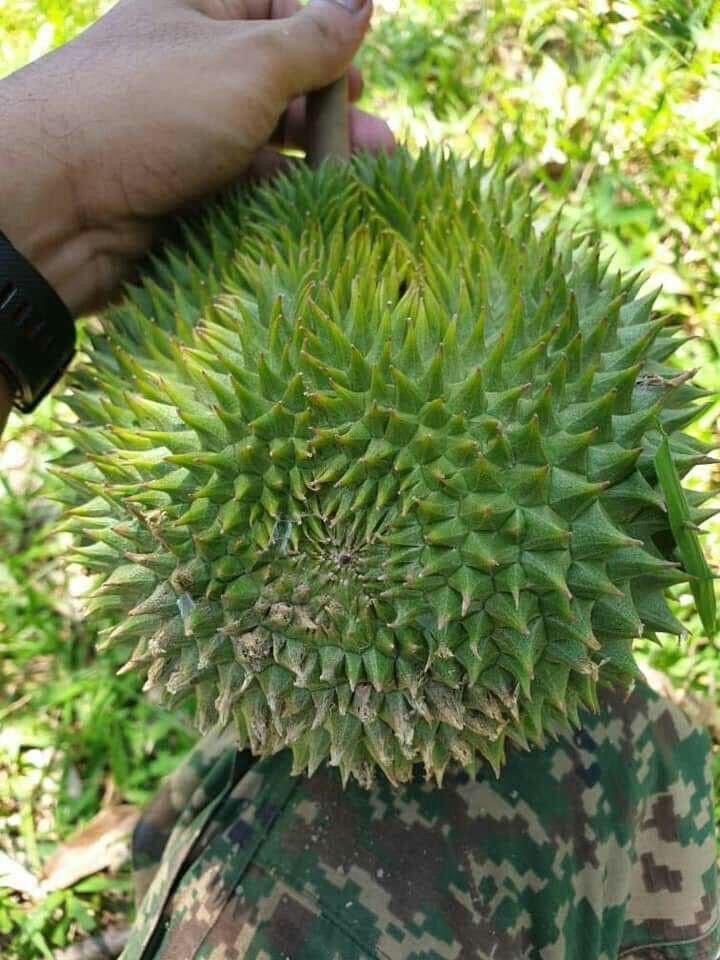 Pokok Durian Kahwin Pelbagai Durian Live Grafted Plant Lazada