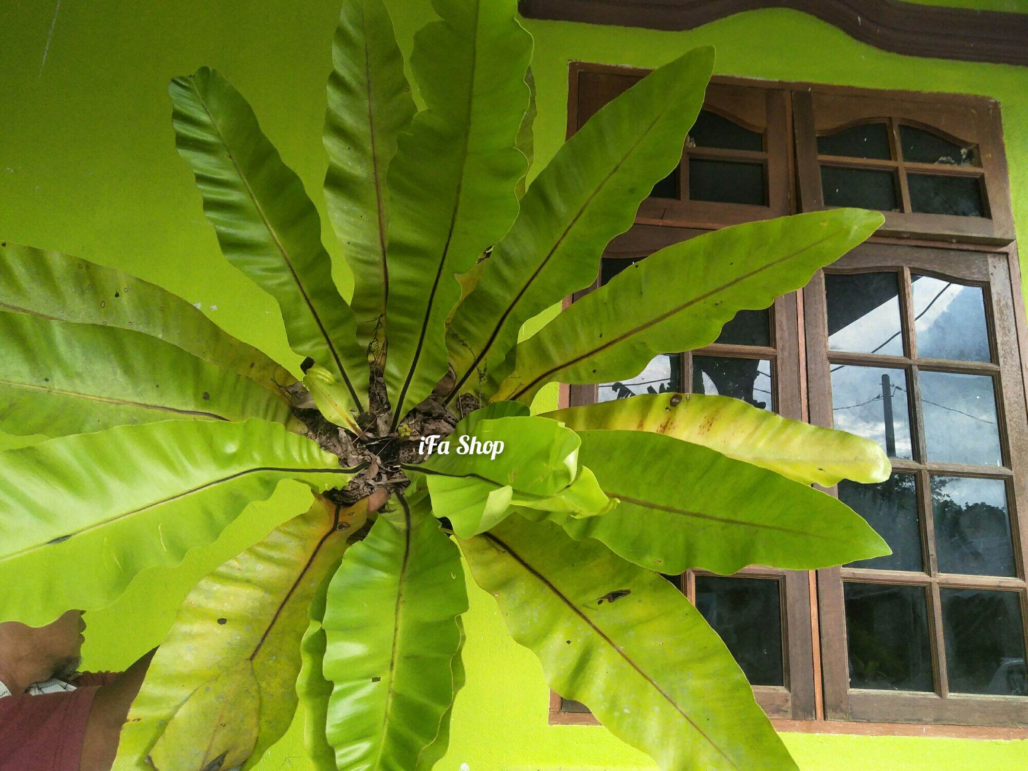 Pokok langsuir saiz besar | Lazada