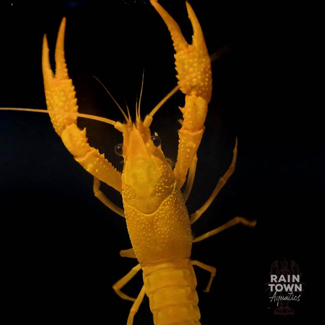 Crayfish Gold King Pair Lazada Crayfish Gold King Pair Lazada