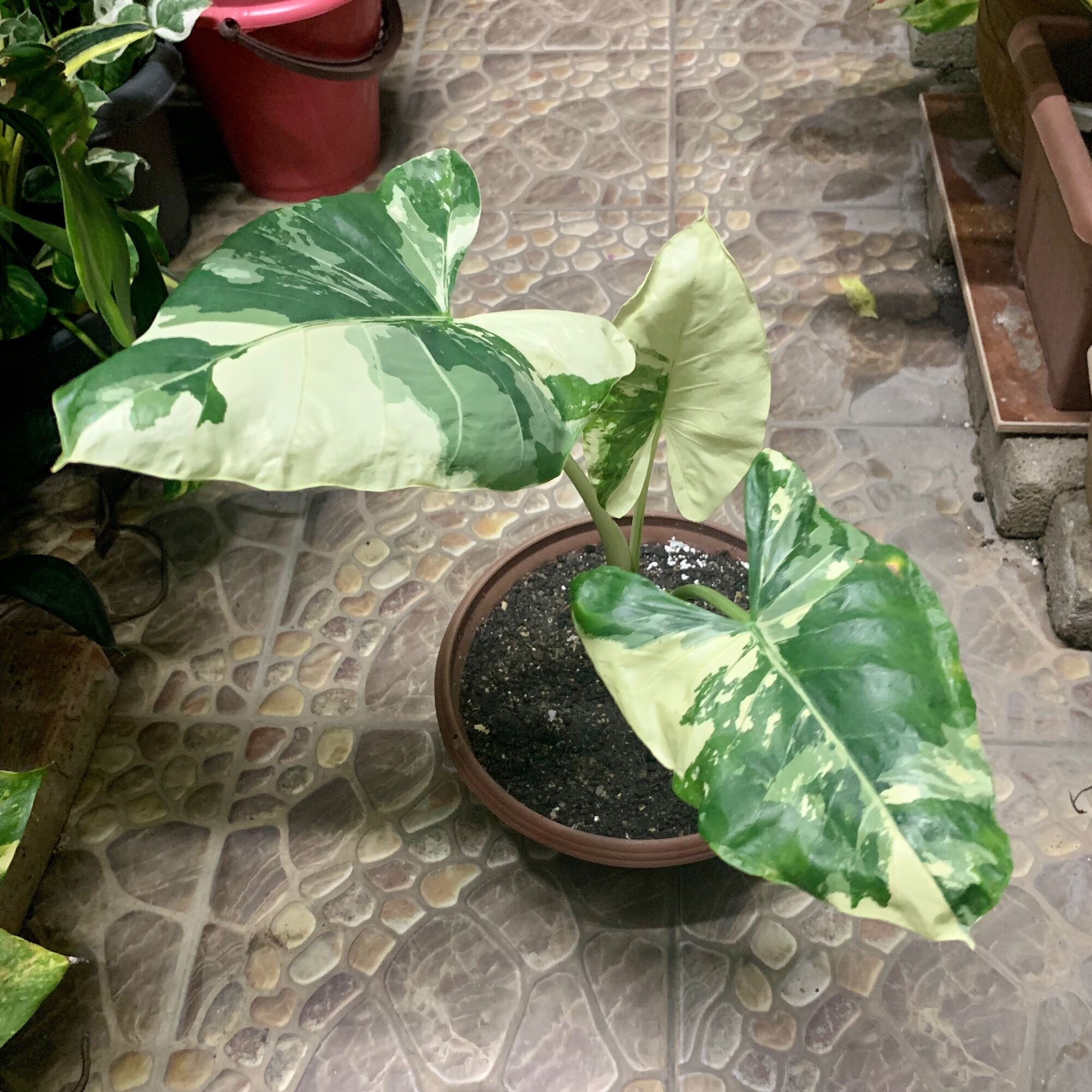 Alocasia Macrorrhiza Variegated | Lazada