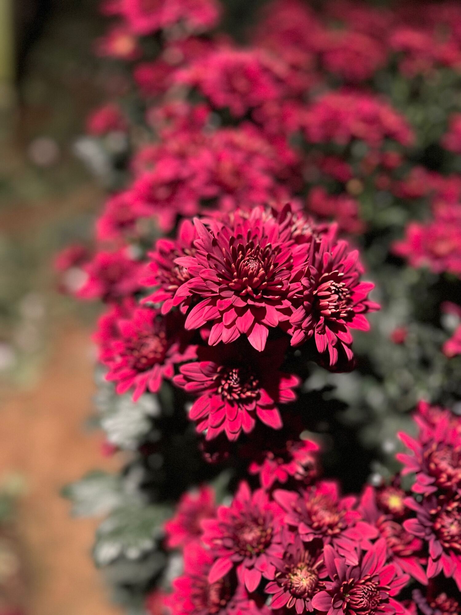 Rabelo - Chrysanthemum - Farm to Home - Cameron Highland Fresh Flowers -  (12 stalks/stems) | Lazada