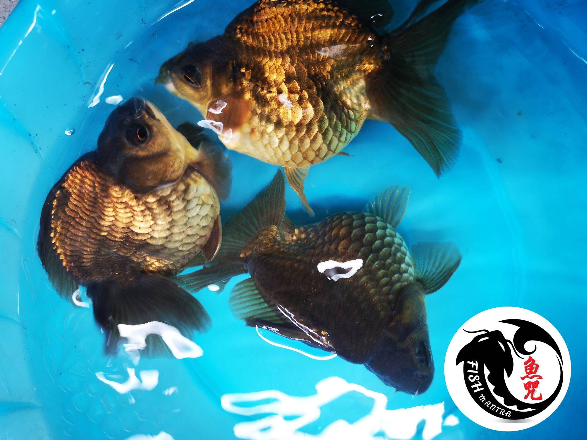 BRONZE RYUKIN GOLDFISH/LIVE FISH /IKAN HIASAN /ORNAMENTAL FISH