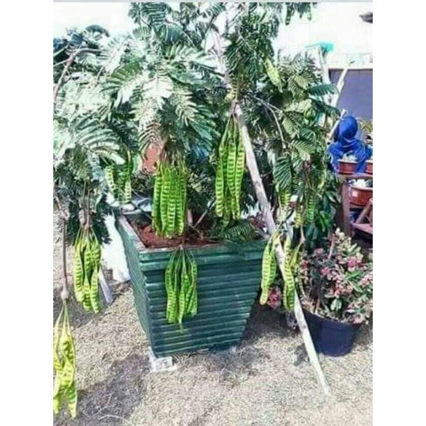 petai / pokok petai hybrid / pokok petai kawen / pokok petai cepat berbuah / pokok petai berbuah ...