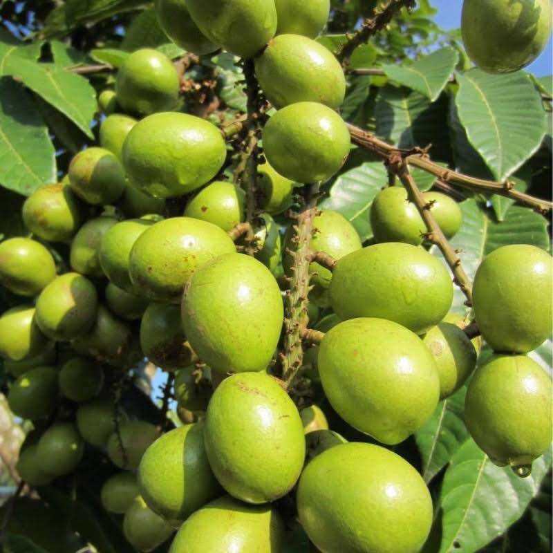 Pokok Matoa Longan brazil buah kristal hijau pokok rendah cepat berbuah