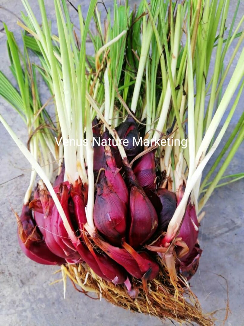 Bawang merah dayak (200g) /Dayak Onion/独脚丝茅/小红葱/穷人的田七 Lazada