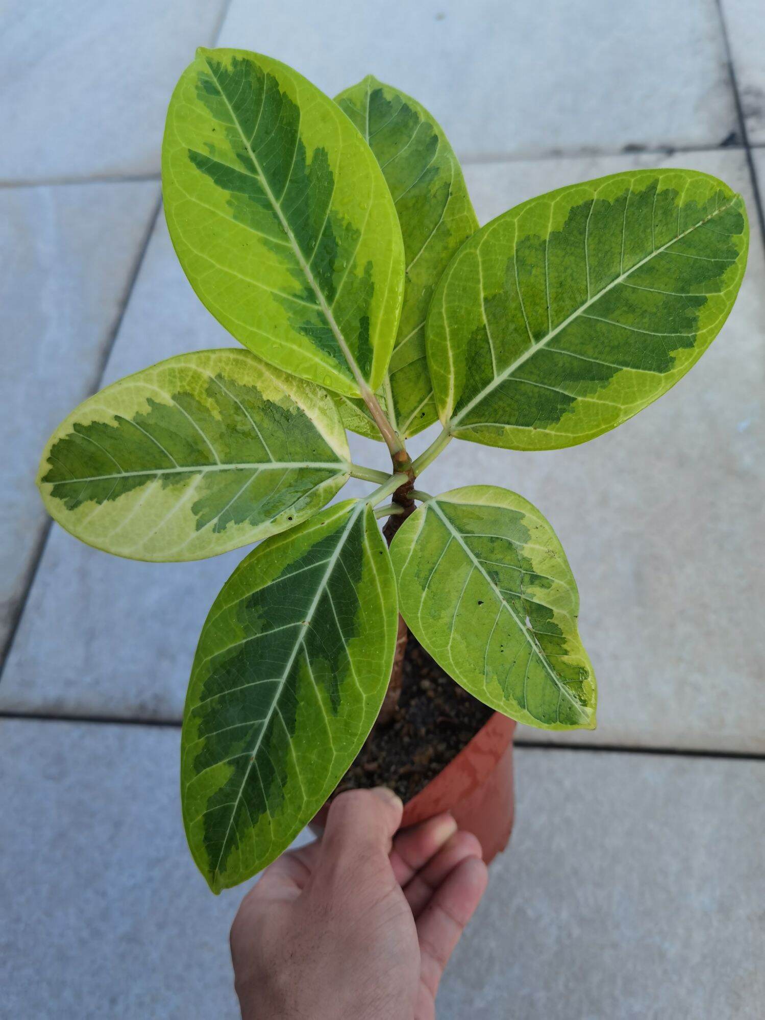 lemon lime ficus tree Lazada