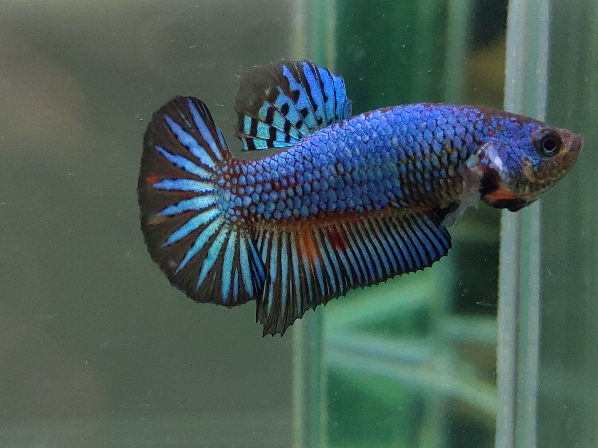 betta startail