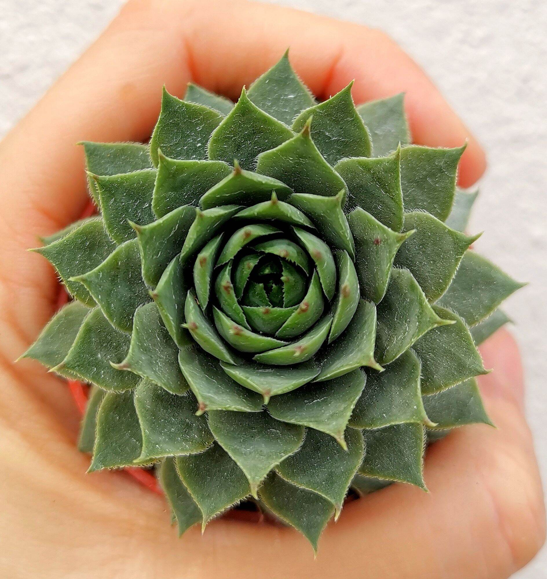 Echeveria Madiba Succulent 3cm Without Pot 马帝巴/ 饺子皮多肉植物