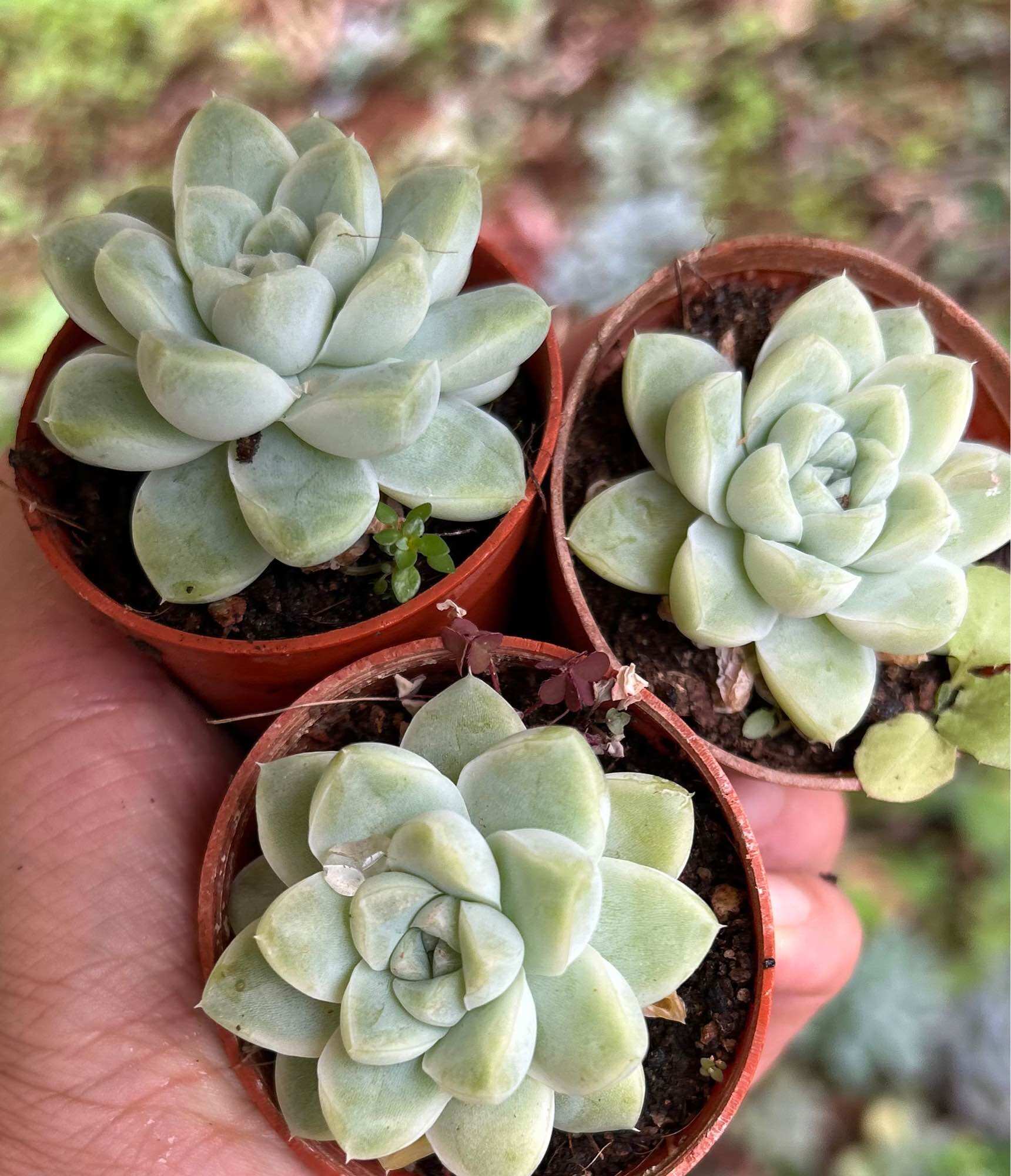 Echeveria Claudia Rose Succulent 克罗地亚玫瑰諁多肉植物Succulent