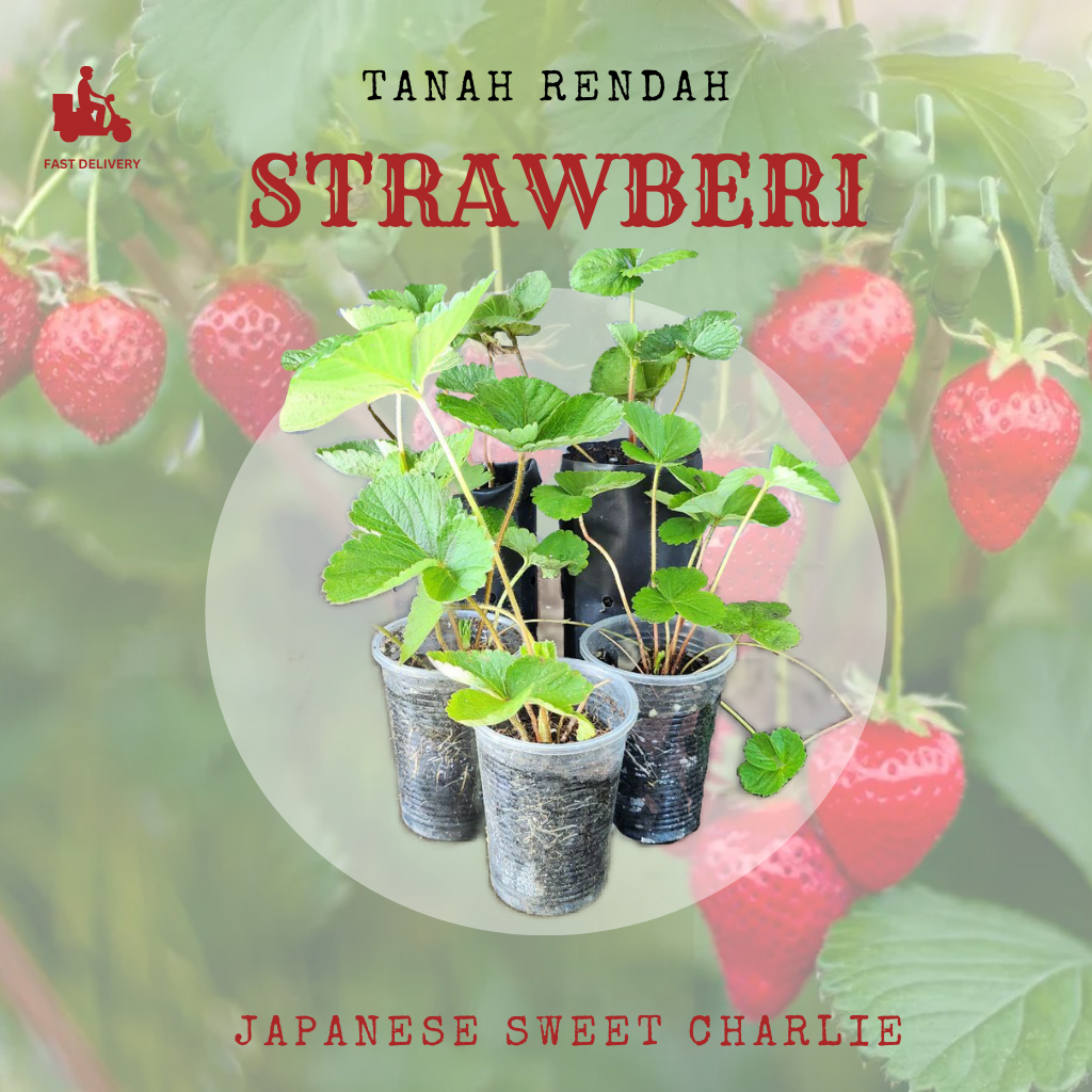 Strawberry Low Land Jsc Japanese Sweet Charliepokok Strawberry Tahan