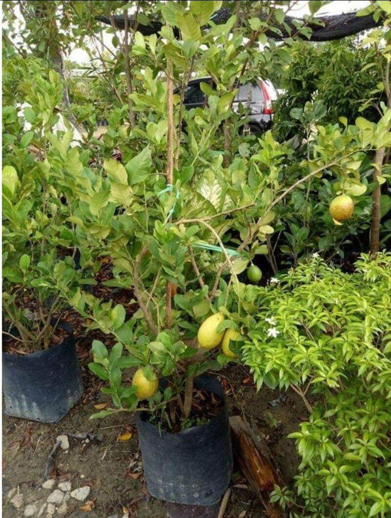 Lemon Hybrid Lazada