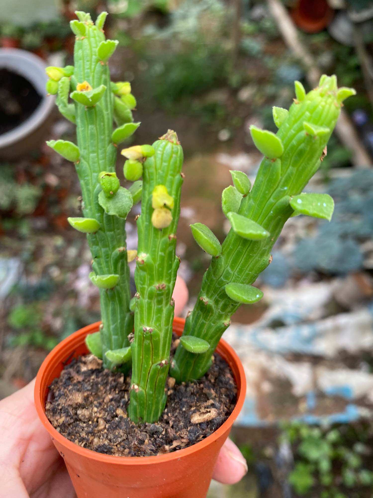 Echeveria 'Claudia' Rose Succulent 克罗地亚玫瑰多肉植物 | Lazada