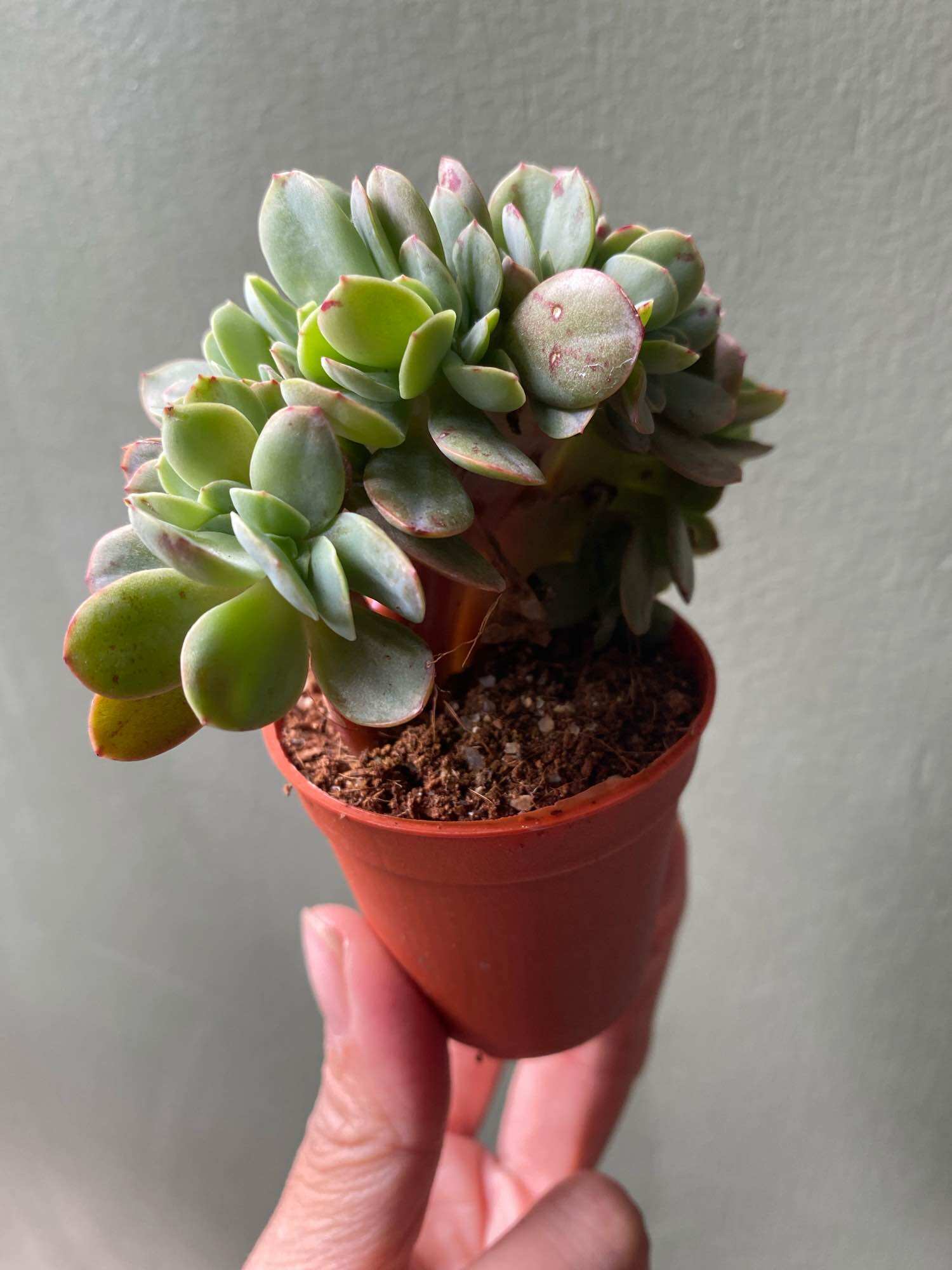 Echeveria Claudia Rose Succulent 克罗地亚玫瑰諁多肉植物Succulent