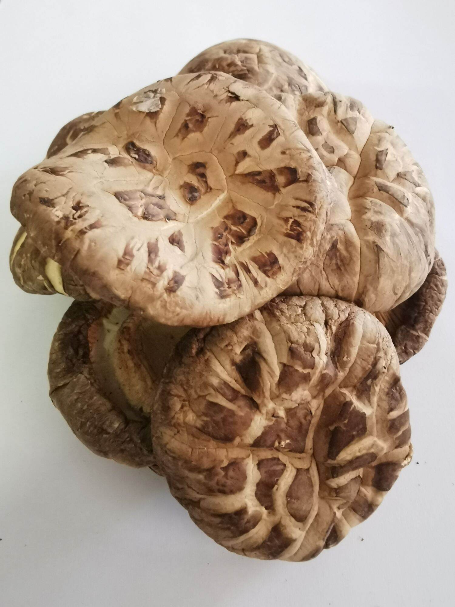 Shiitake Mushrooms, Dried (Standard Grade)