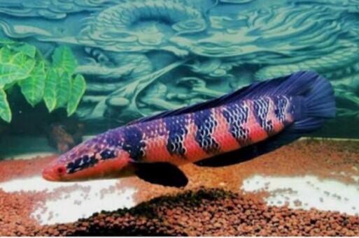 Channa red  maru/yellow maru(nextday delivery (indon)(5~10inci ) - Jenama CKS Harga 95 Ringgit*Penghantaran Percuma