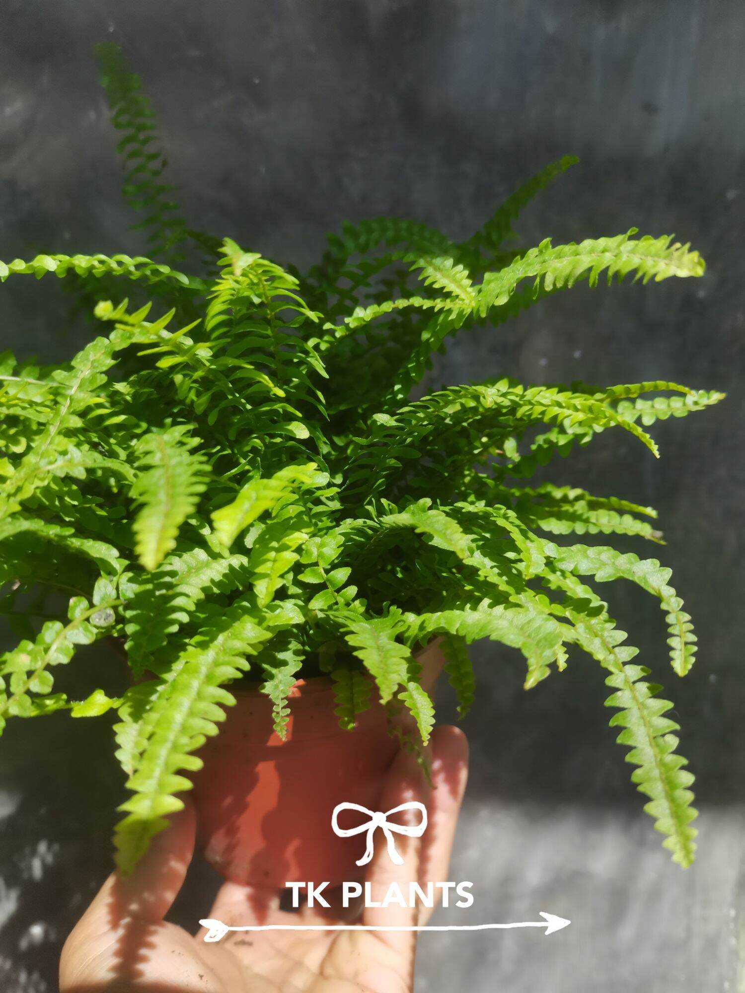 Ferns are beautiful plants with a lot of textures, shapes, and sizes. There are a lot of different ferns, each with their own characteristics. Luckily, most ferns are quite similar when it comes to taking care of them.. 