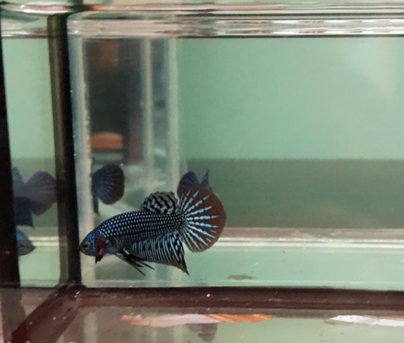 *Live fish* wild betta alien green saiz S+ to M betta fish/fighter fish
