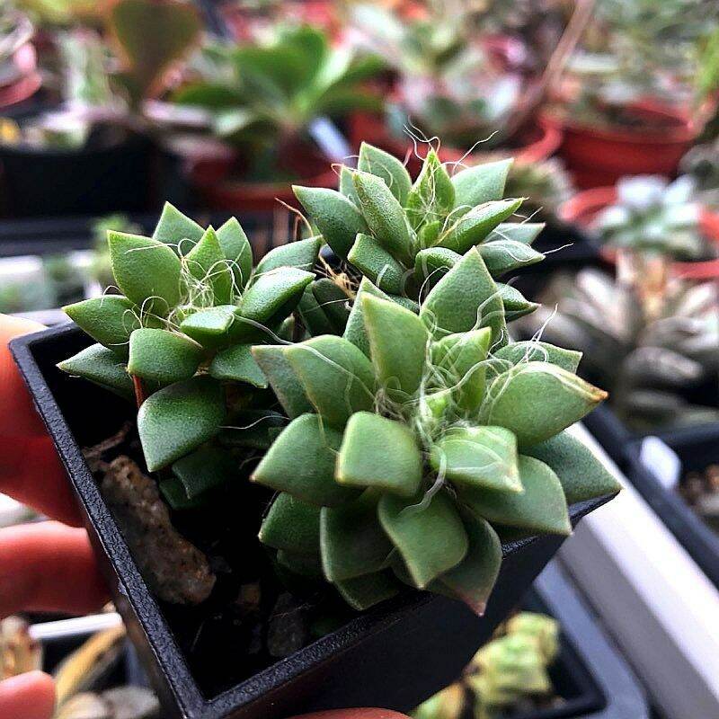 Trs Live Succulent Anacampseros Tomentosah花吹雪多肉植物 Ready Stock With Pot And Soil Lazada