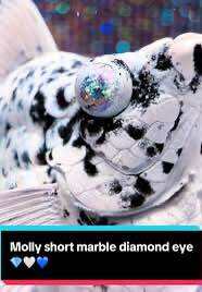 🔥NEW@HOT🔥 DIAMOND 💎 GLITTERY EYES 🇵🇭🇵🇭 Dalmation Marble Balloon Molly Fish Pair (TOP PREMIUM GRADE) (STRAIN BARU) - Jenama Guppy Harga 87 Ringgit*Penghantaran Percuma