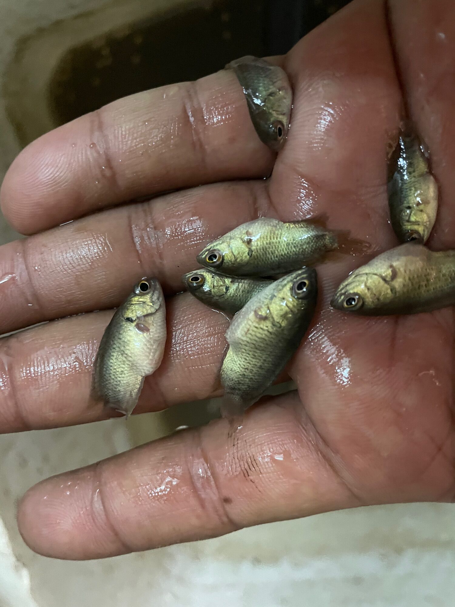 Benih Anak Ikan Puyu Siam Utk Pasaran Selangor Shj Lazada