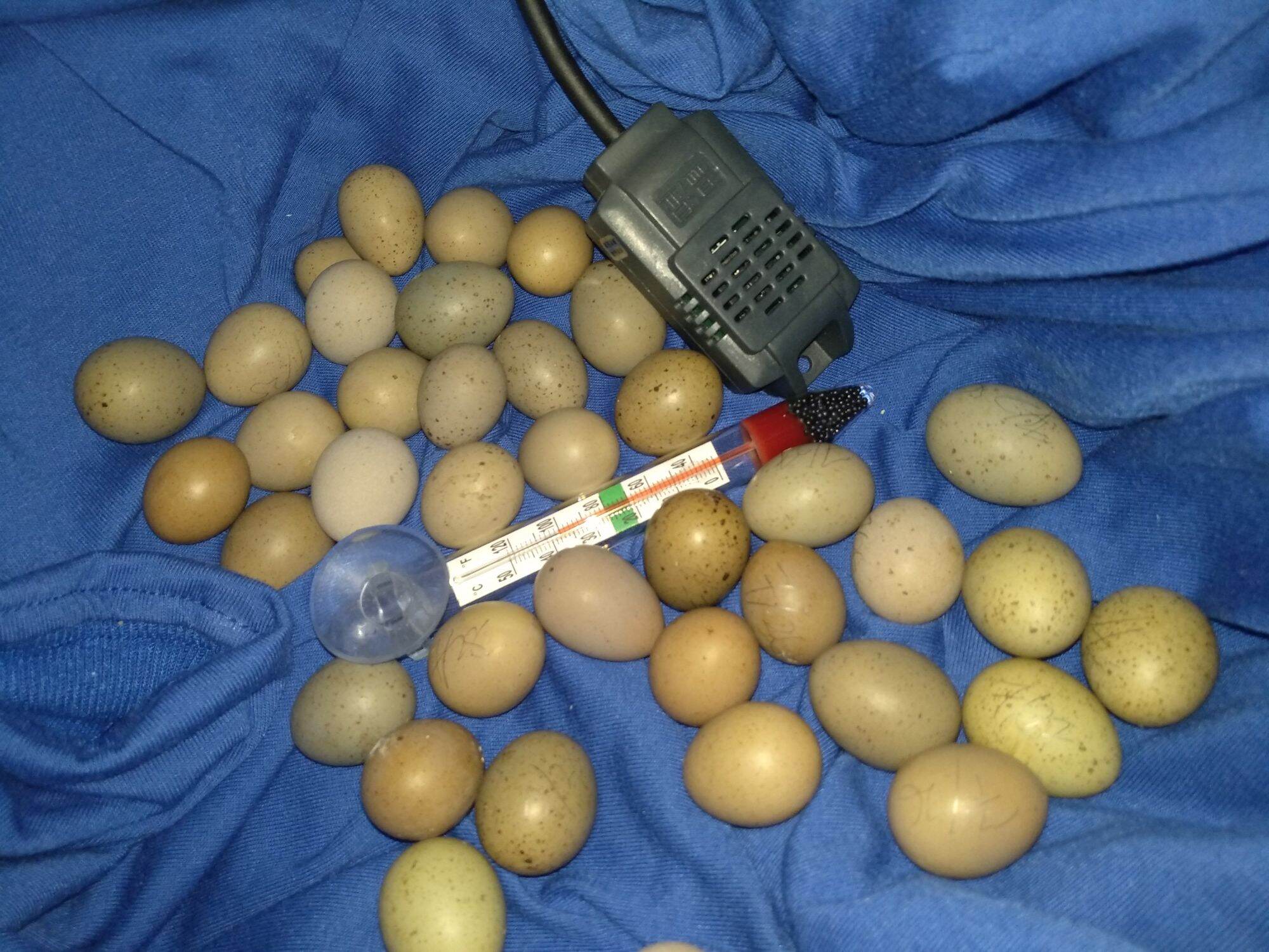 Telur puyuh mini/Japan berbenih (Fertilised button quail egg) | Lazada