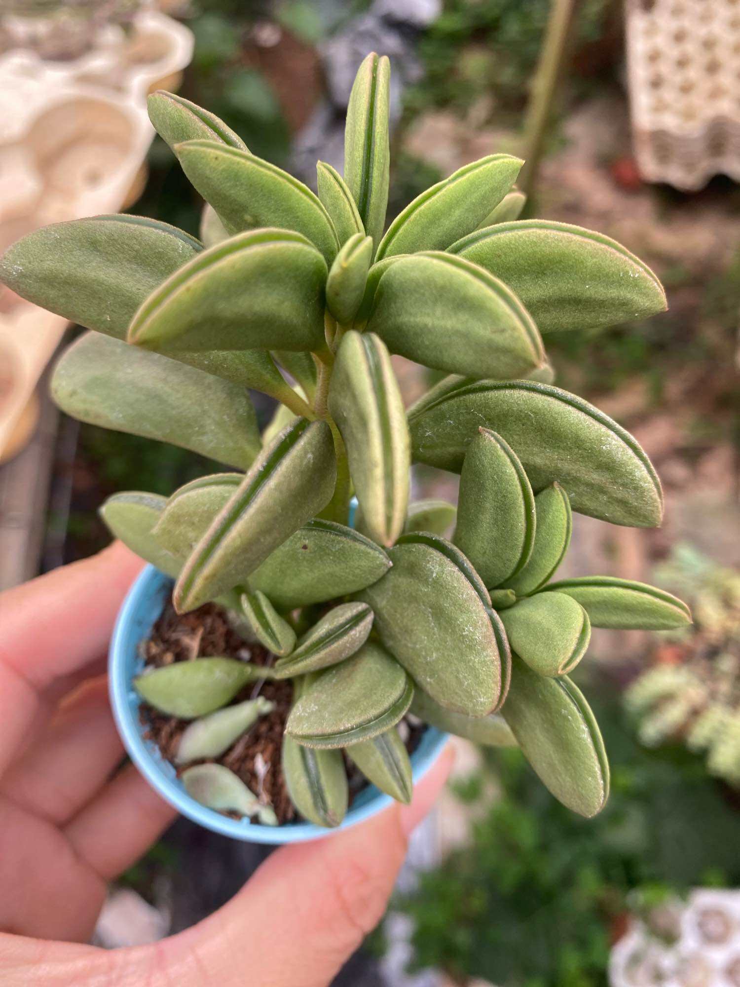 Echeveria 'Claudia' Rose Succulent 克罗地亚玫瑰多肉植物 | Lazada