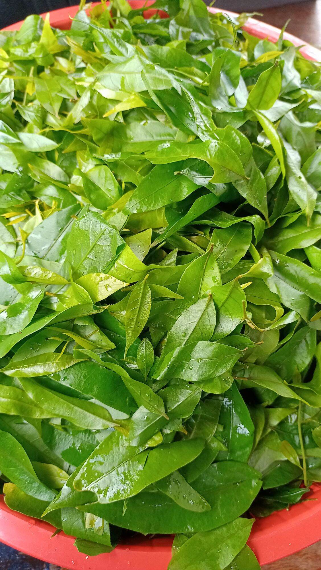 anak pokok cemperai ( sayur kampung ) | Lazada