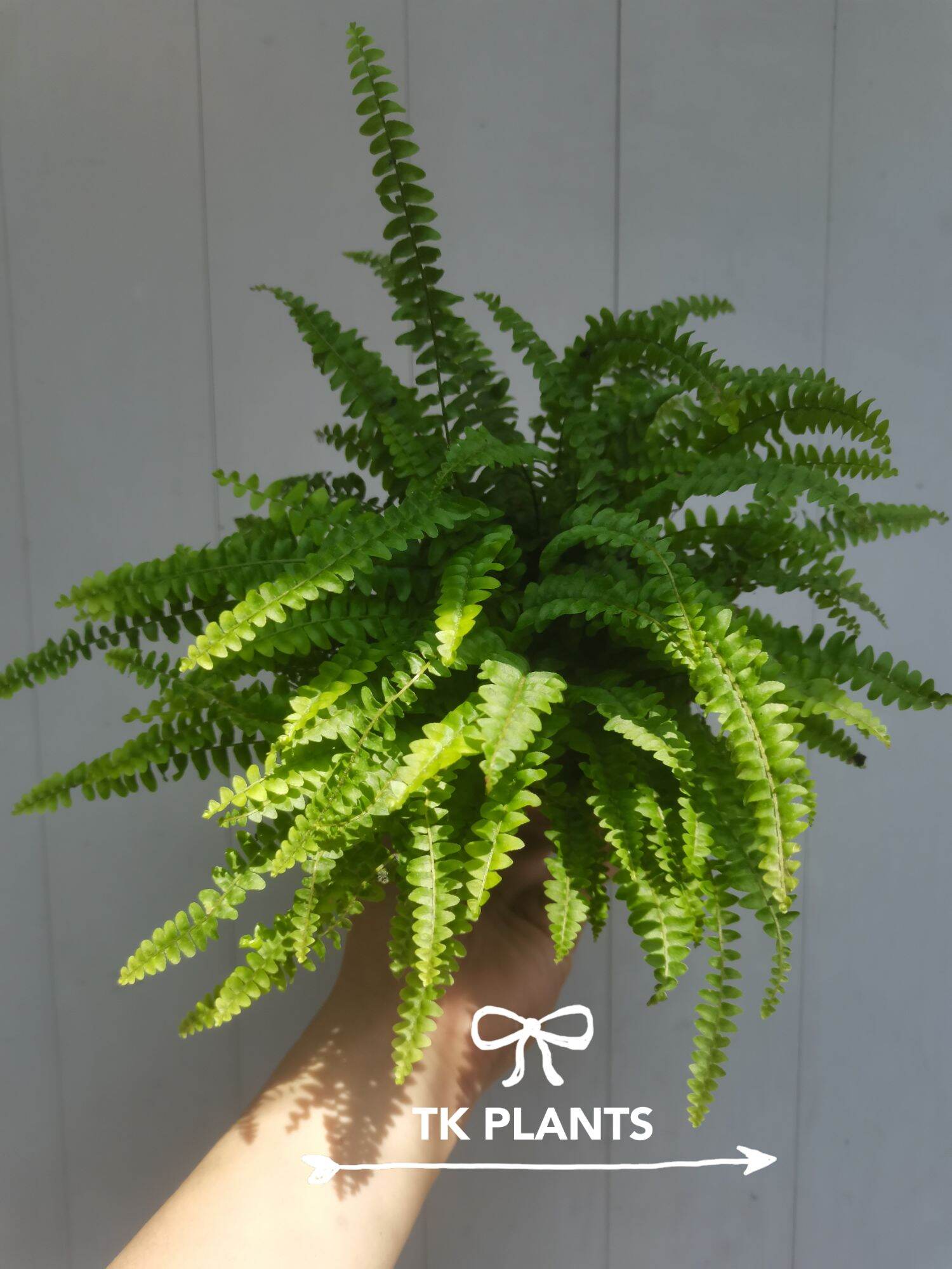 Ferns are beautiful plants with a lot of textures, shapes, and sizes. There are a lot of different ferns, each with their own characteristics. Luckily, most ferns are quite similar when it comes to taking care of them.. 