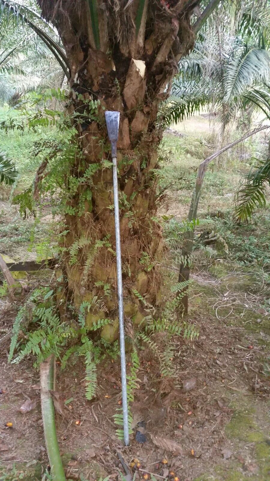 Pahat Sawit Siap Batang 2 meter / Palm Oil Chisel with Handle 2 meter