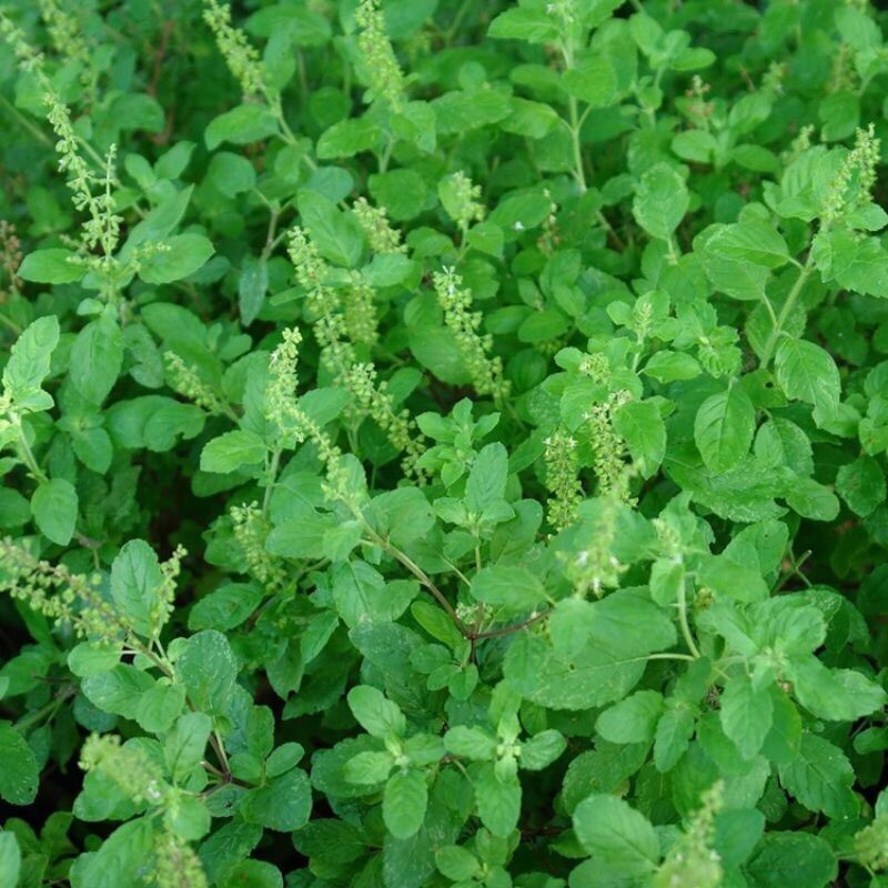 Thulasi Holy Basil Tulsi Kemangi Hijau Pokok Hidup Poly Beg Lazada