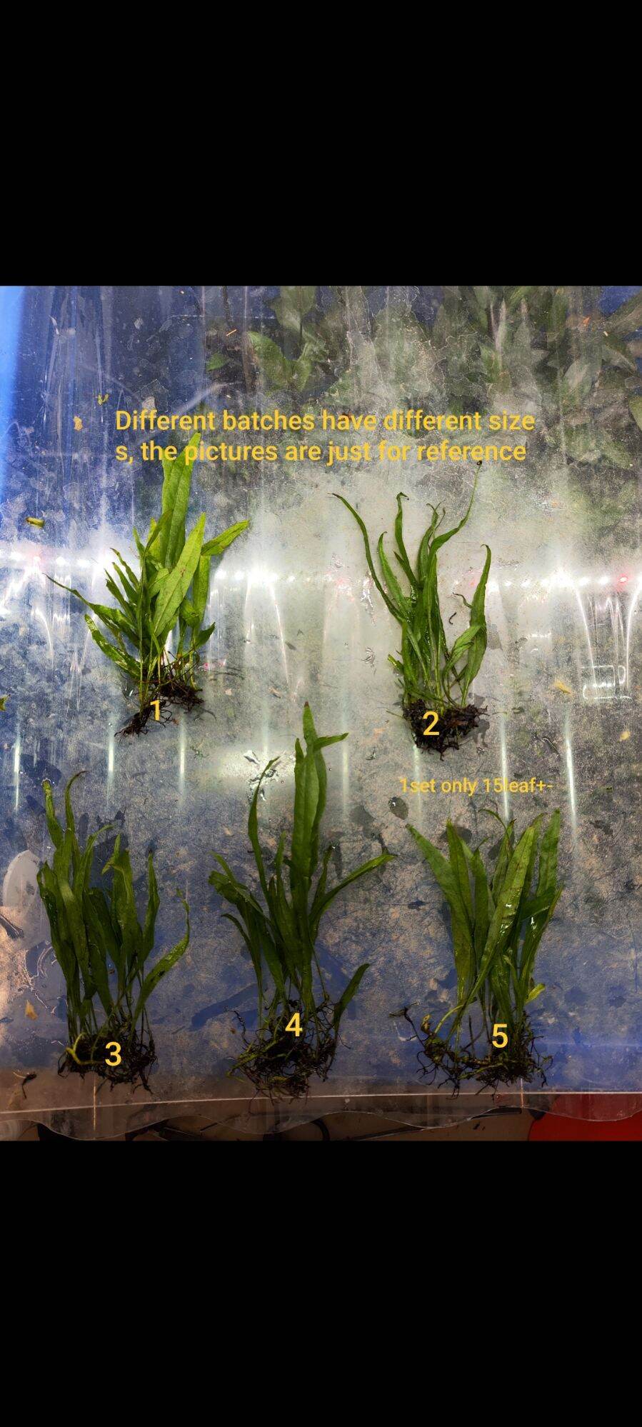MINI JAVA FERN /Microsorum pteropus 'Windelov' aquatic plants，aquarium ...