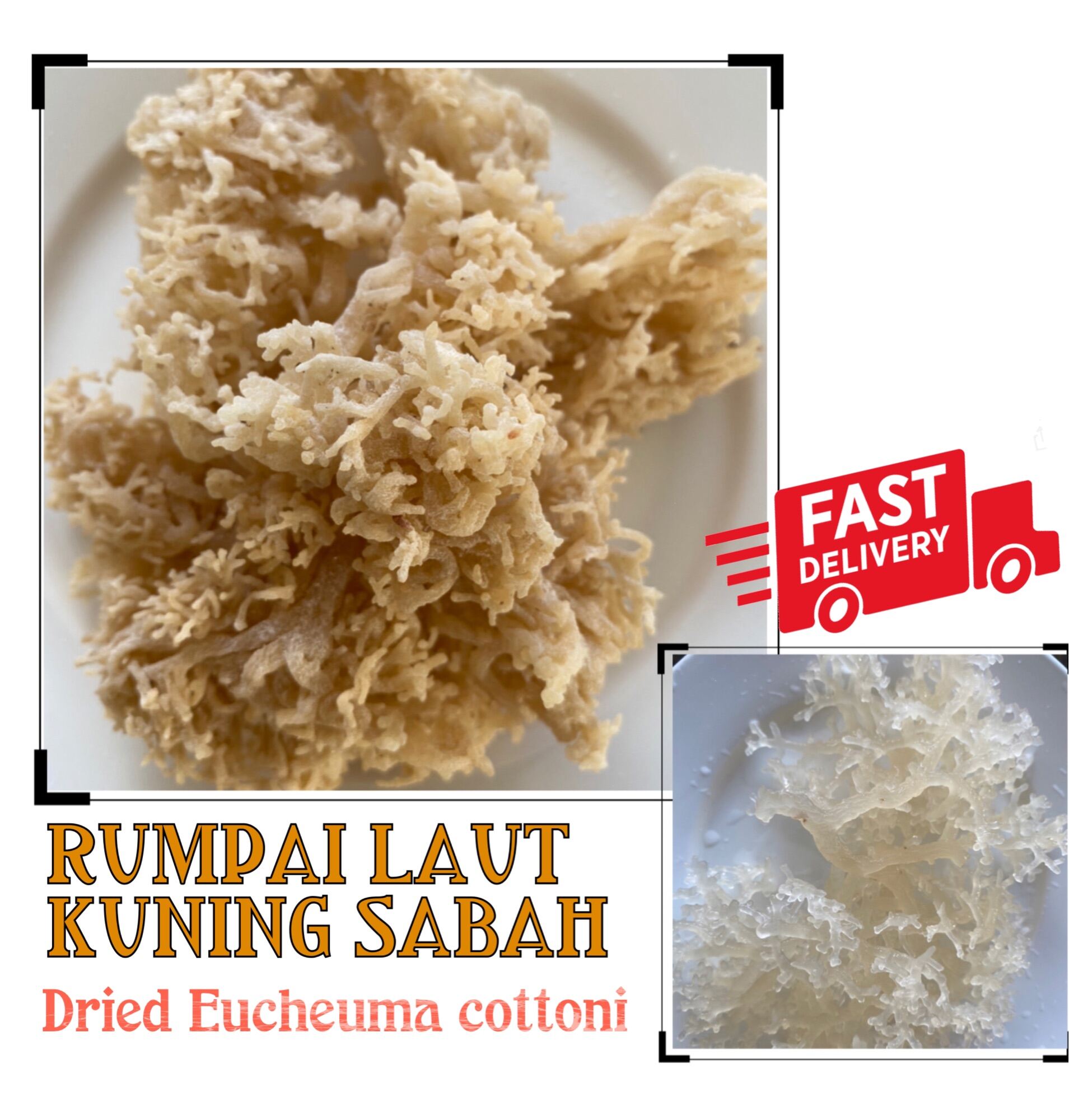 Beli rumpai laut sabah Pada Harga Terendah  Lazada.com.my