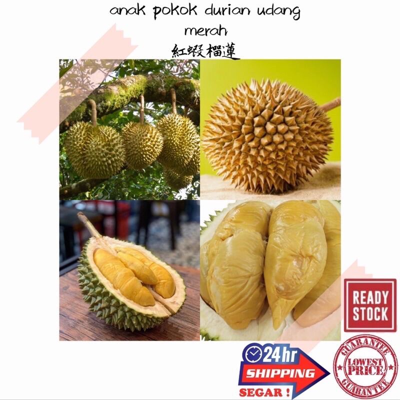 Beli anak pokok durian udang merah Pada Harga Terendah  Lazada.com.my