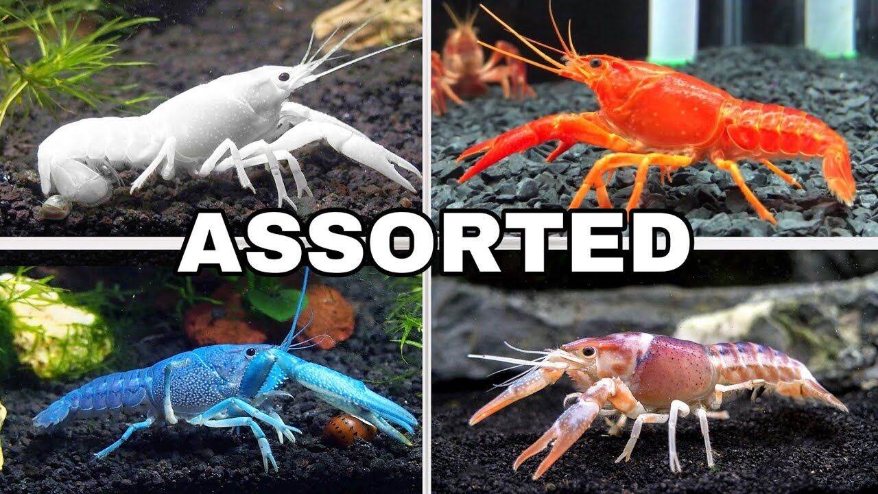 COLORFUL PREMIUM CRAYFISH FOR AQUARIUM (LOBSTER) | Lazada