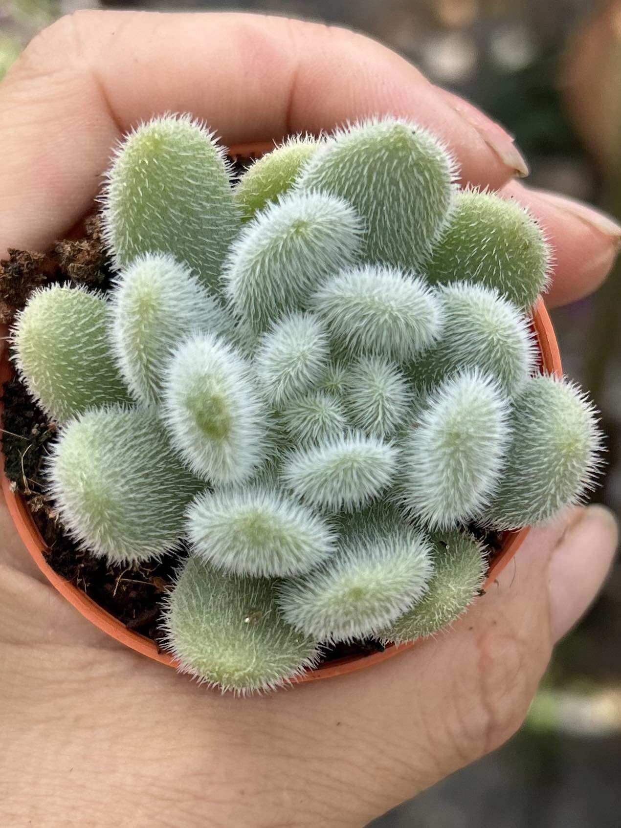Echeveria 'Claudia' Rose Succulent 克罗地亚玫瑰多肉植物| Lazada