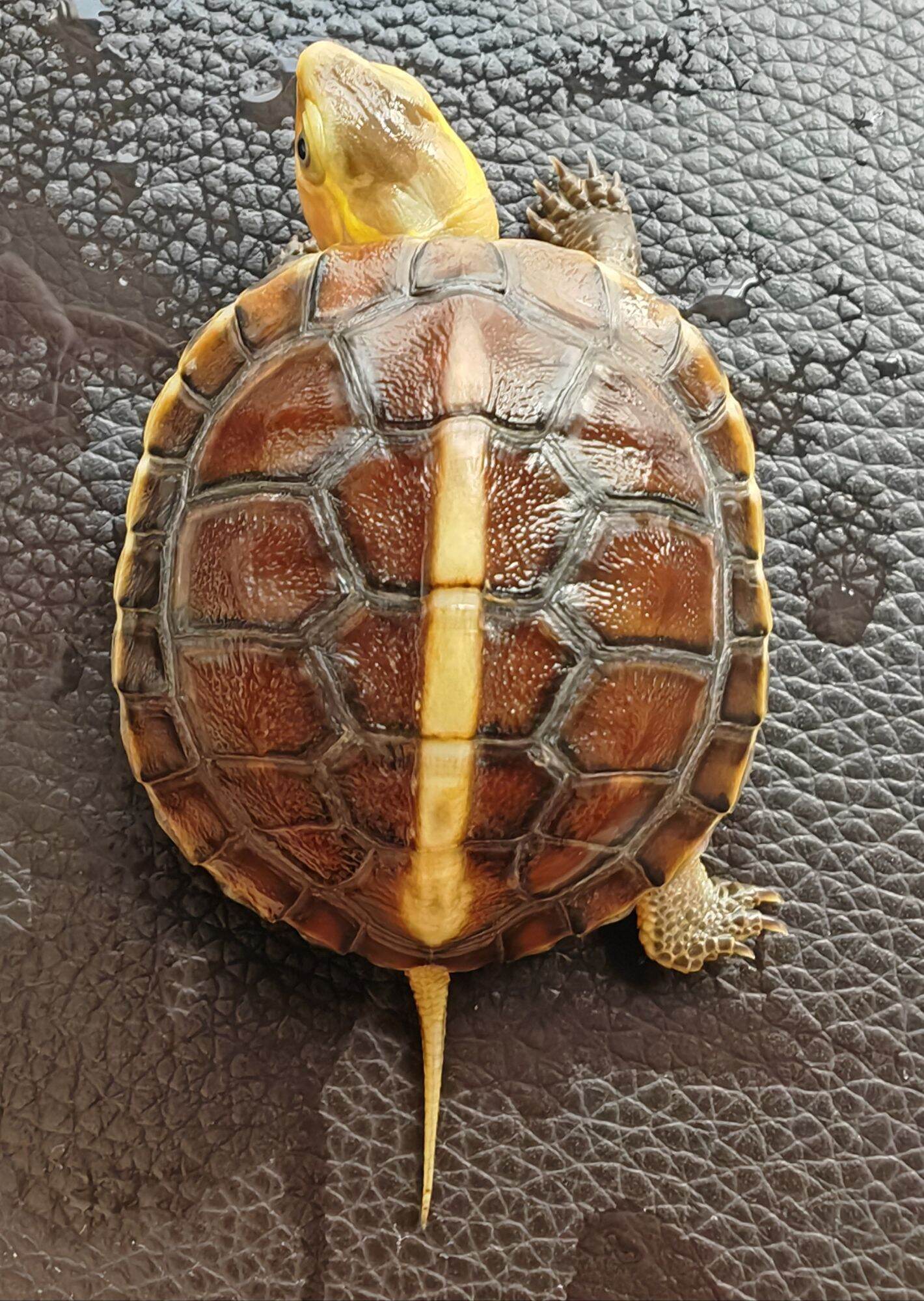 Yellow Margined Box Turtle 圆圆小可爱黄缘小龟 4.3cm | Lazada