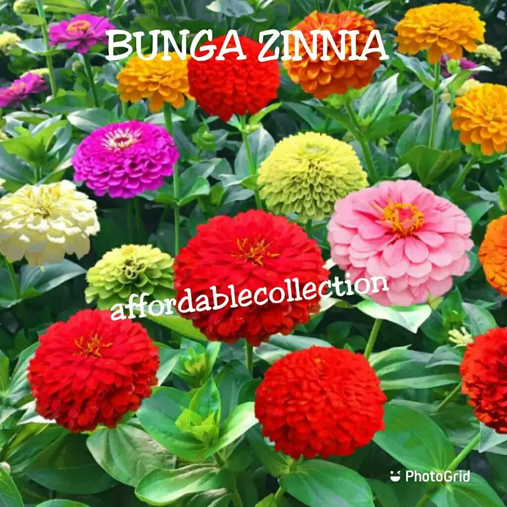 (Seed) Zinnia Mix Colour Flower Seed / Biji Benih Bunga Zinnia Warna Campur
