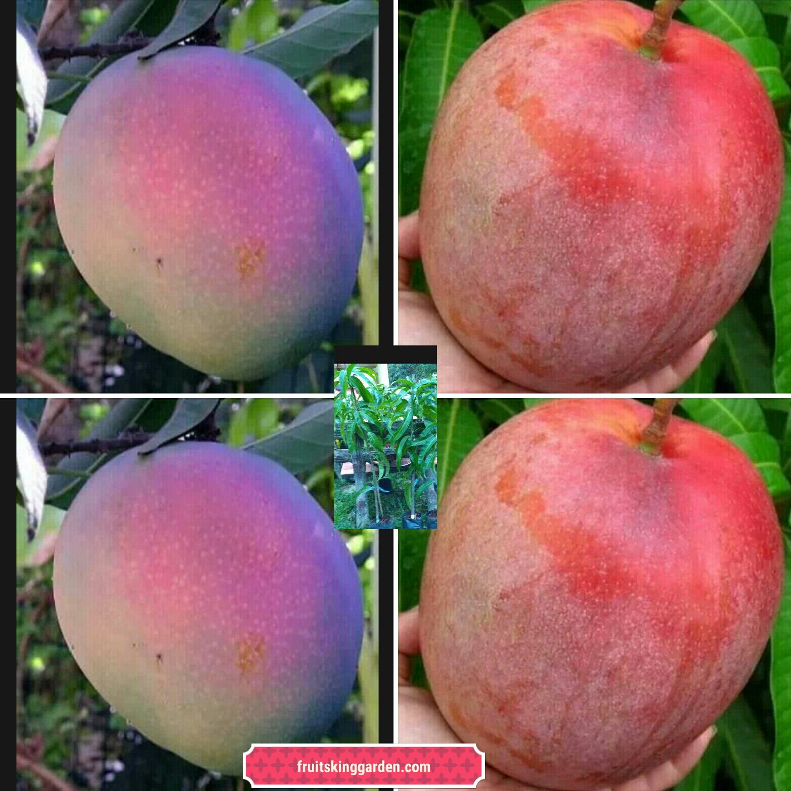 Fruta Pumarosa Em Ingles Tropical Fruit Puma Rosa Fruta In English