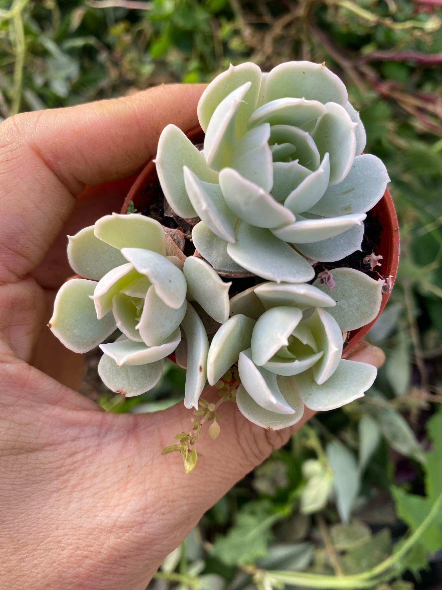 Echeveria 'Claudia' Rose Succulent 克罗地亚玫瑰多肉植物| Lazada