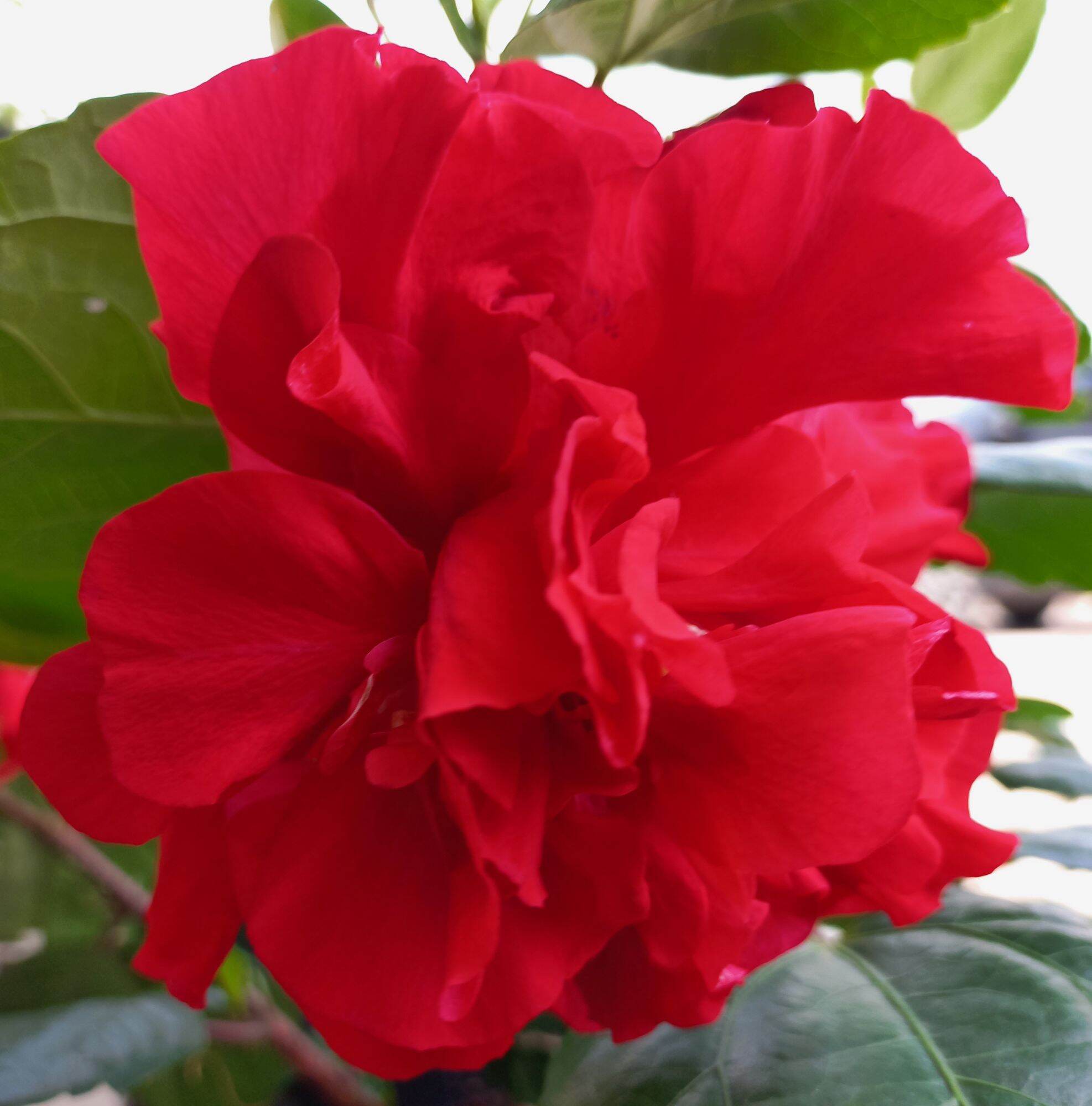 Pokok Bunga Raya Hybrid - Hibiscus [Live Plant] | Lazada