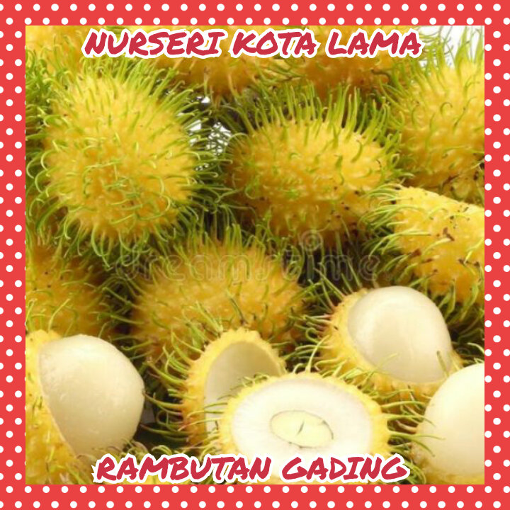 🔥HYBRID🔥 ANAK POKOK RAMBUTAN GADING / KUNING | Lazada