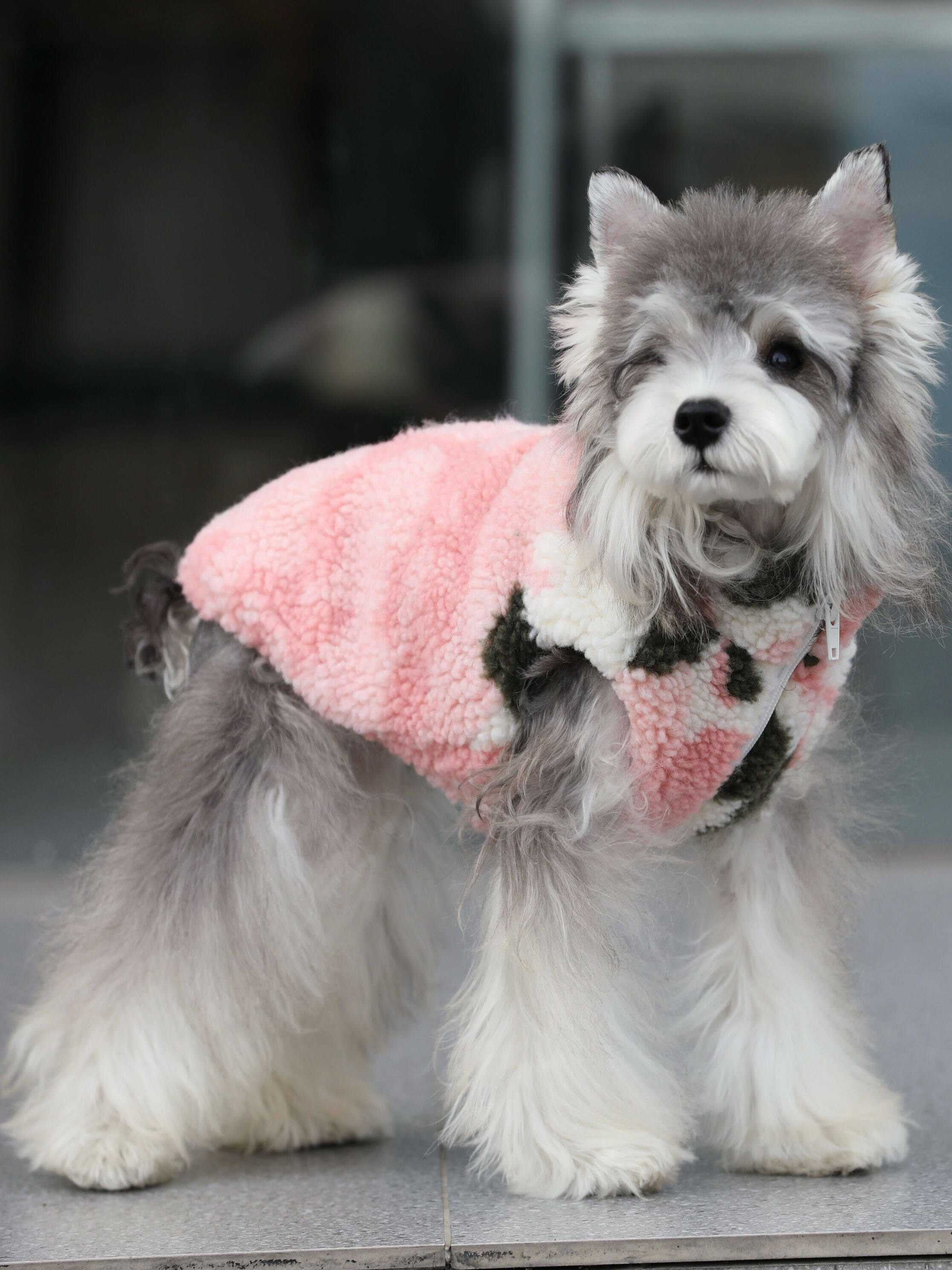 Warm Camouflage Cotton Vest for Pets Cat And Dog Clothes Small to Large Breed Schnauzer Winter Thermal Outerwear Pet Supplies Harga  69 Ringgit*Penghantaran Percuma