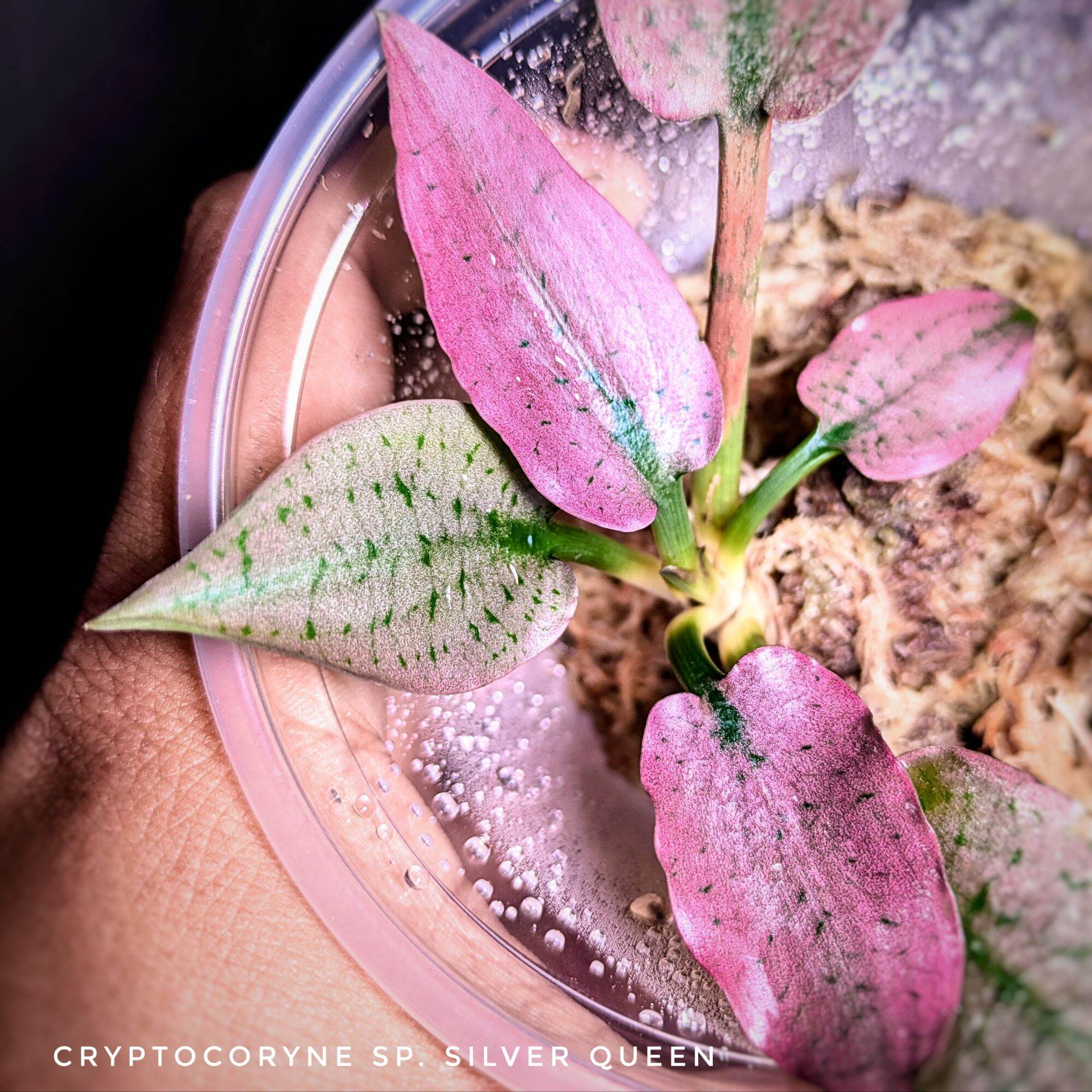 Bucephalandra Mini Series: Mini phantom, Supermini and mini