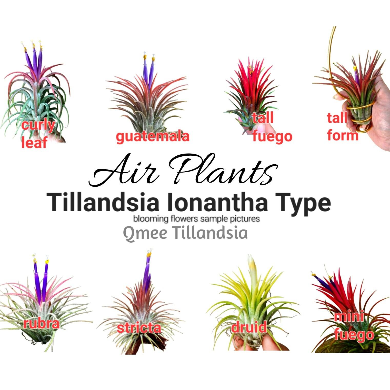 Silver Queen' x ionantha 'Fuego' T3727 Crystal GD 380 Ltr
