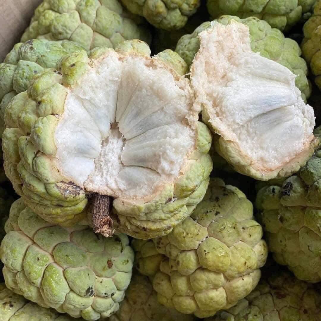 Pokok nona kampung / serikaya (ungu, hijau), annona squamosa, nona