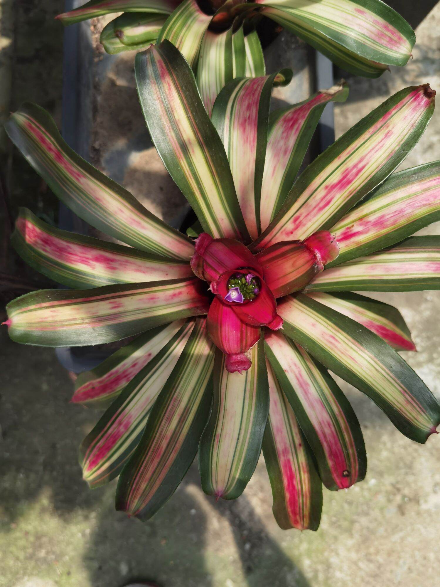 bromeliad neoregelia Red Carolinae Var | Lazada