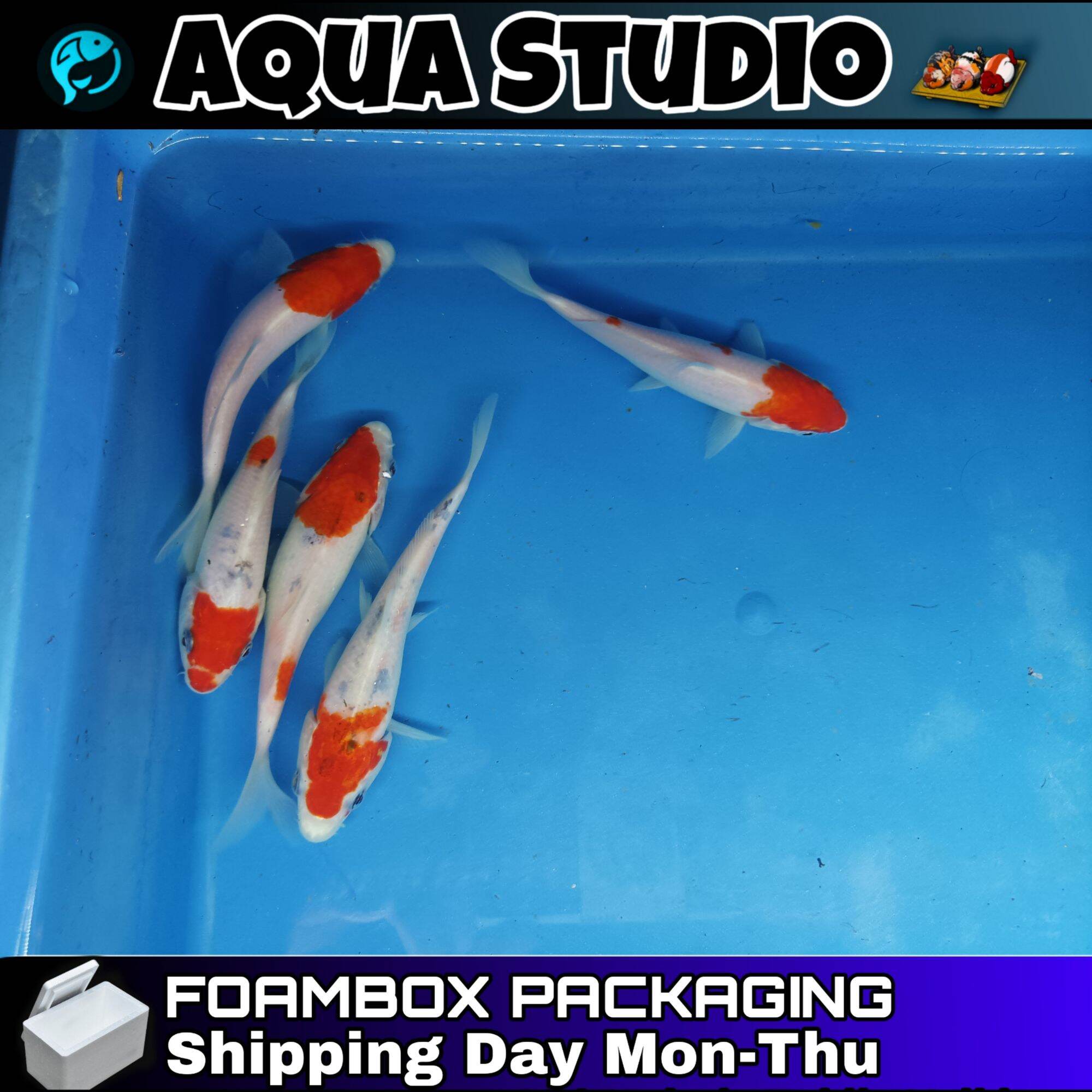 Malaysia Local breed Japanese Koi Fish 4-6inch 1pcs per price ( koi ...