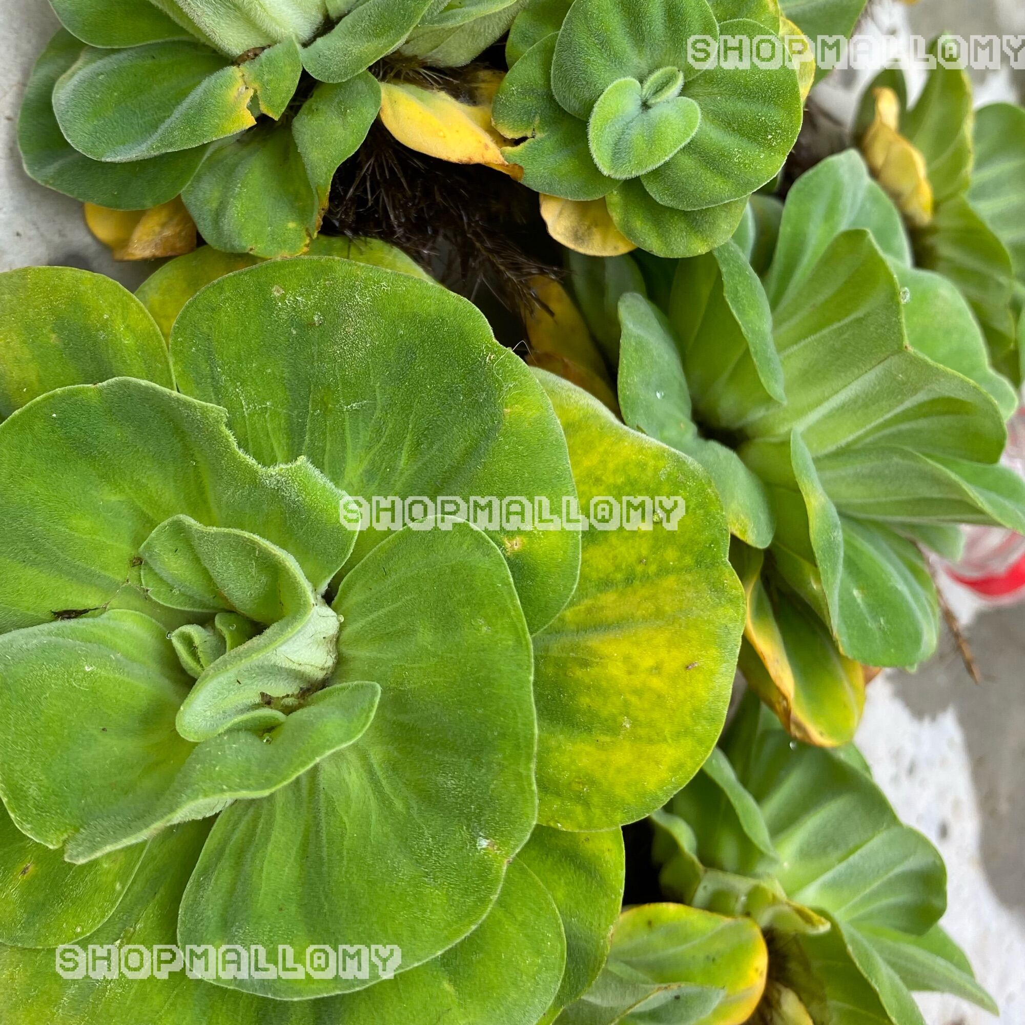 Water plant live plant water cabbage mini rose for guppy fish and