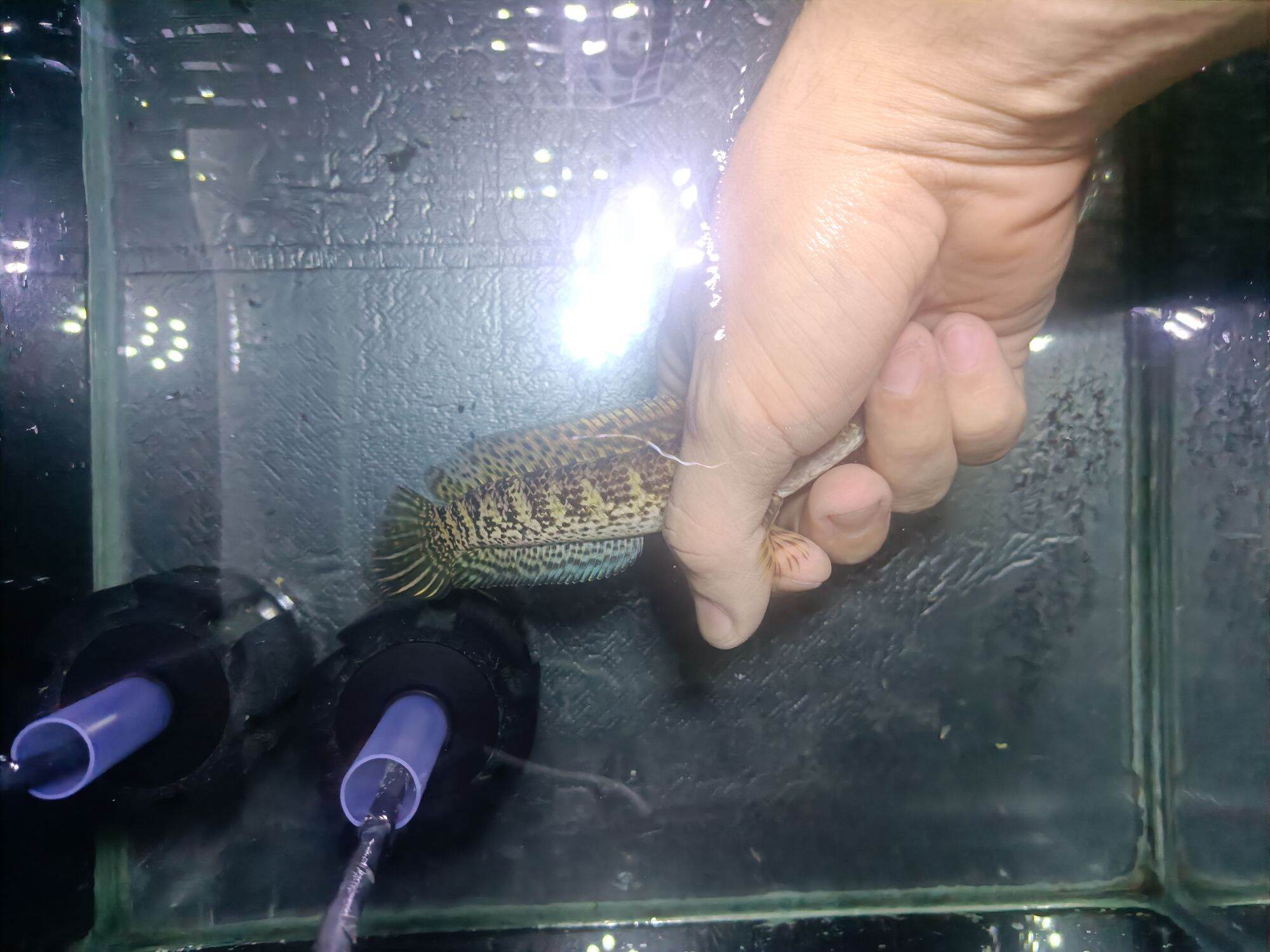 channa aurantimaculata channa cobra 5inch (defect fish) 眼镜蛇雷龙 4寸 (一点瑕疵品 ...
