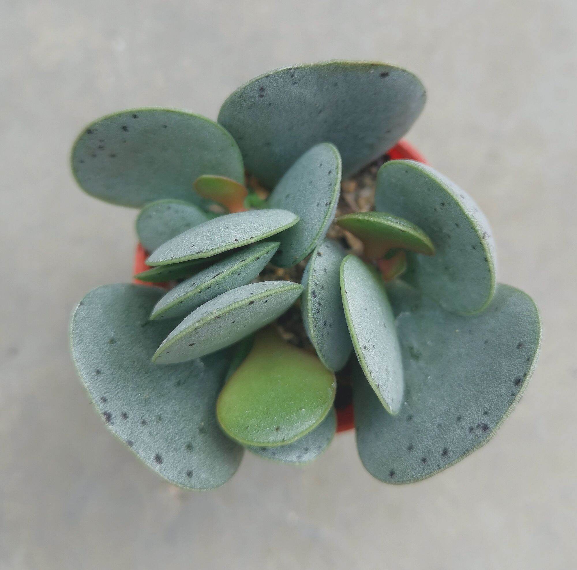 多肉植物  ❤️マディバ ❤️ 饺子皮❤️1大頭15cm拔キ苗 マディバ 多肉植物 韓国苗 大❣デカ苗❣ - メルカリ